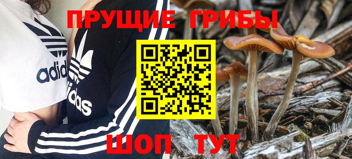 Псилоцибиновые грибы мицелий Кимры